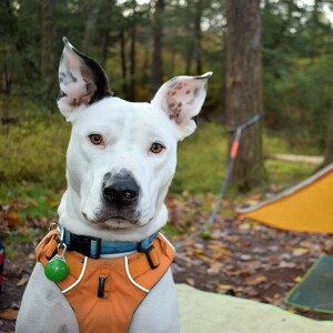 Fundraising Page: Archie PAC ALUM